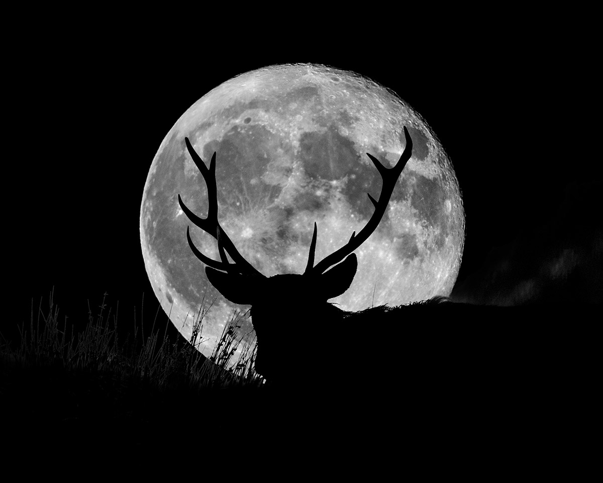 The Buck Moon is the full Moon in July and the name refers to the time of year when male deer begin to grow their antlers back. Credit: John Finney Photography / Getty Images