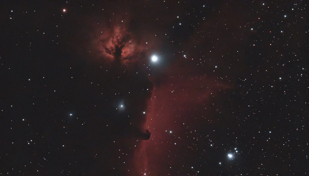 dwarflab mini horsehead