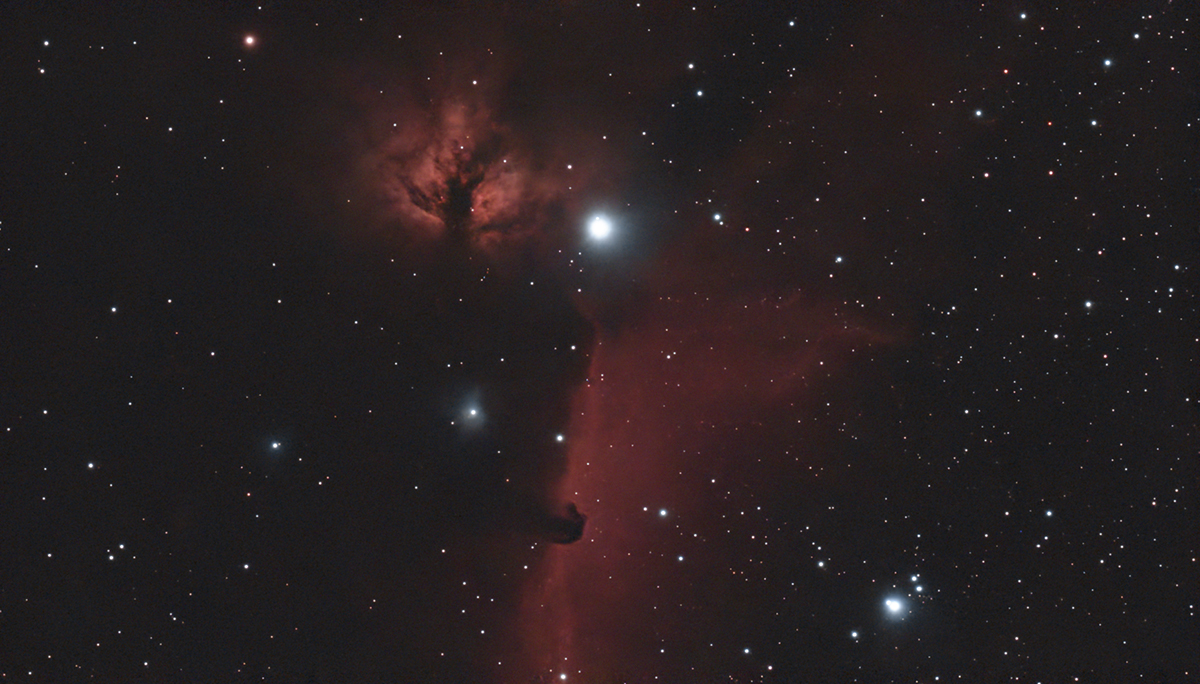 dwarflab mini horsehead