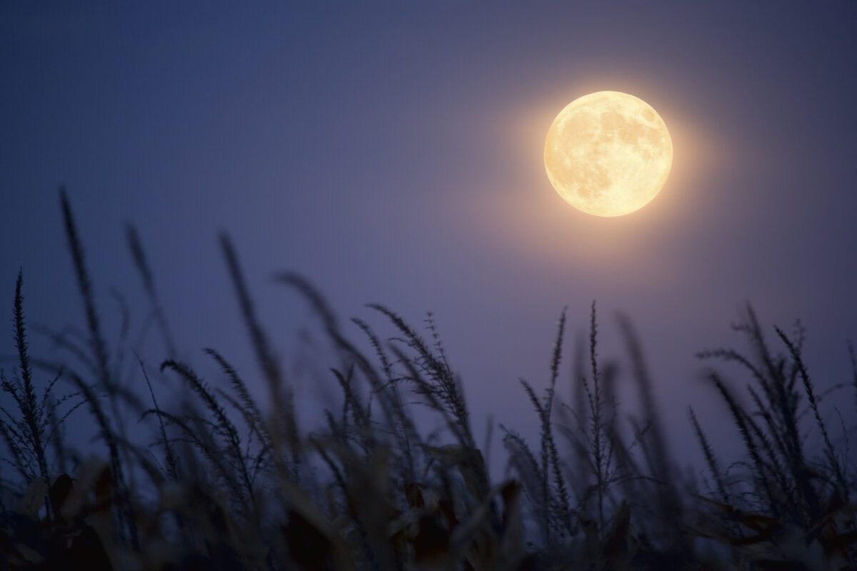 Harvest Moon over corn field