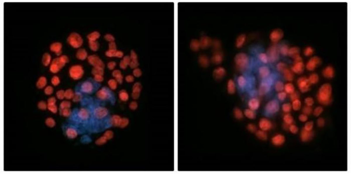 Exposure to zero gravity appeared to modify the number of fetal cells within the embryo. Credit: Sperm and Embryo Biology Laboratory, Adelaide University