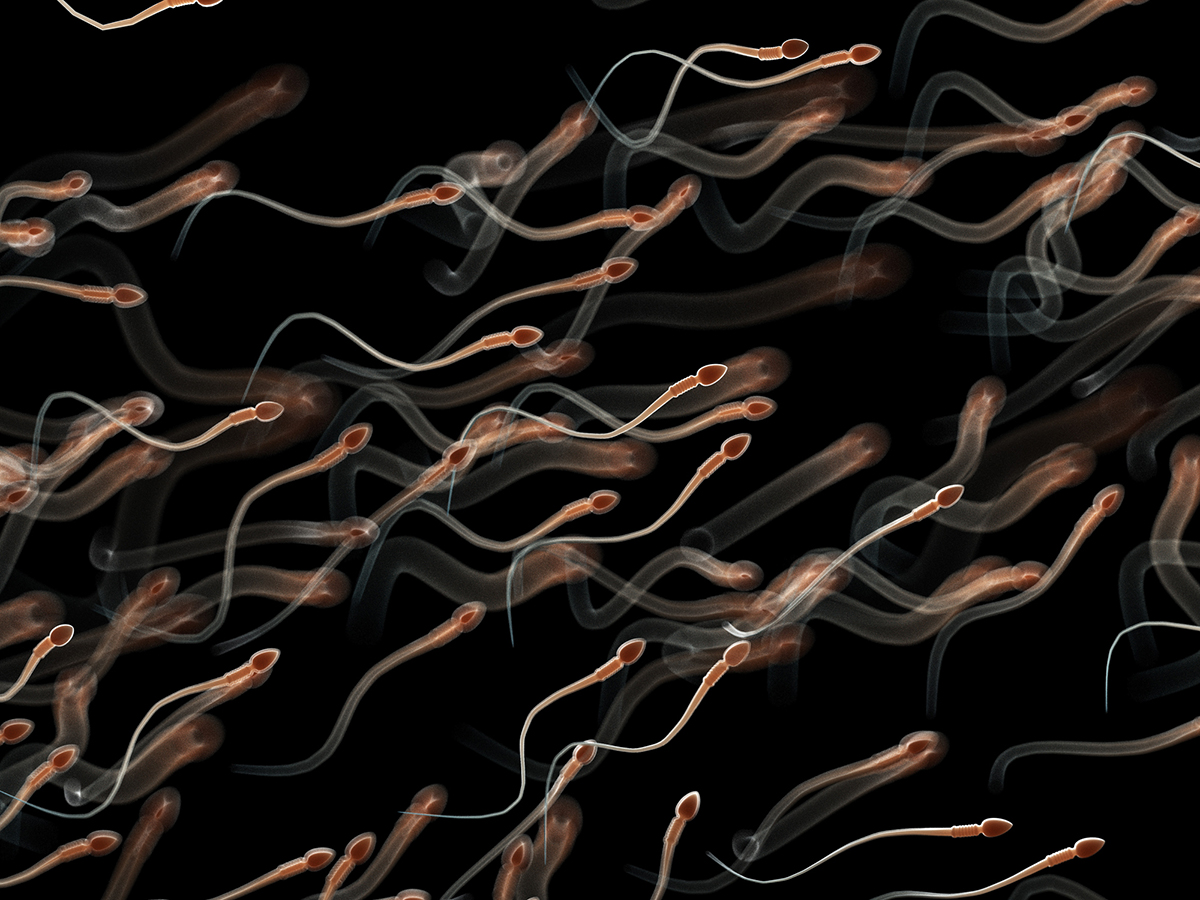 Scientists say human sperm need gravity to navigate their way through the human reproductive tract. Credit: SCIEPRO/SCIENCE PHOTO LIBRARY/GETTY