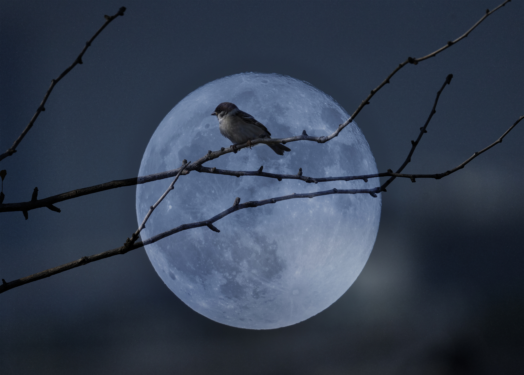 Silhouette of a tree with a bird on it in front of a bright full Moon. Credit: Credit: Yaorusheng / Getty Images