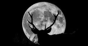 buck moon social The Buck Moon is the full Moon in July and the name refers to the time of year when male deer begin to grow their antlers back. Credit: John Finney Photography / Getty Images