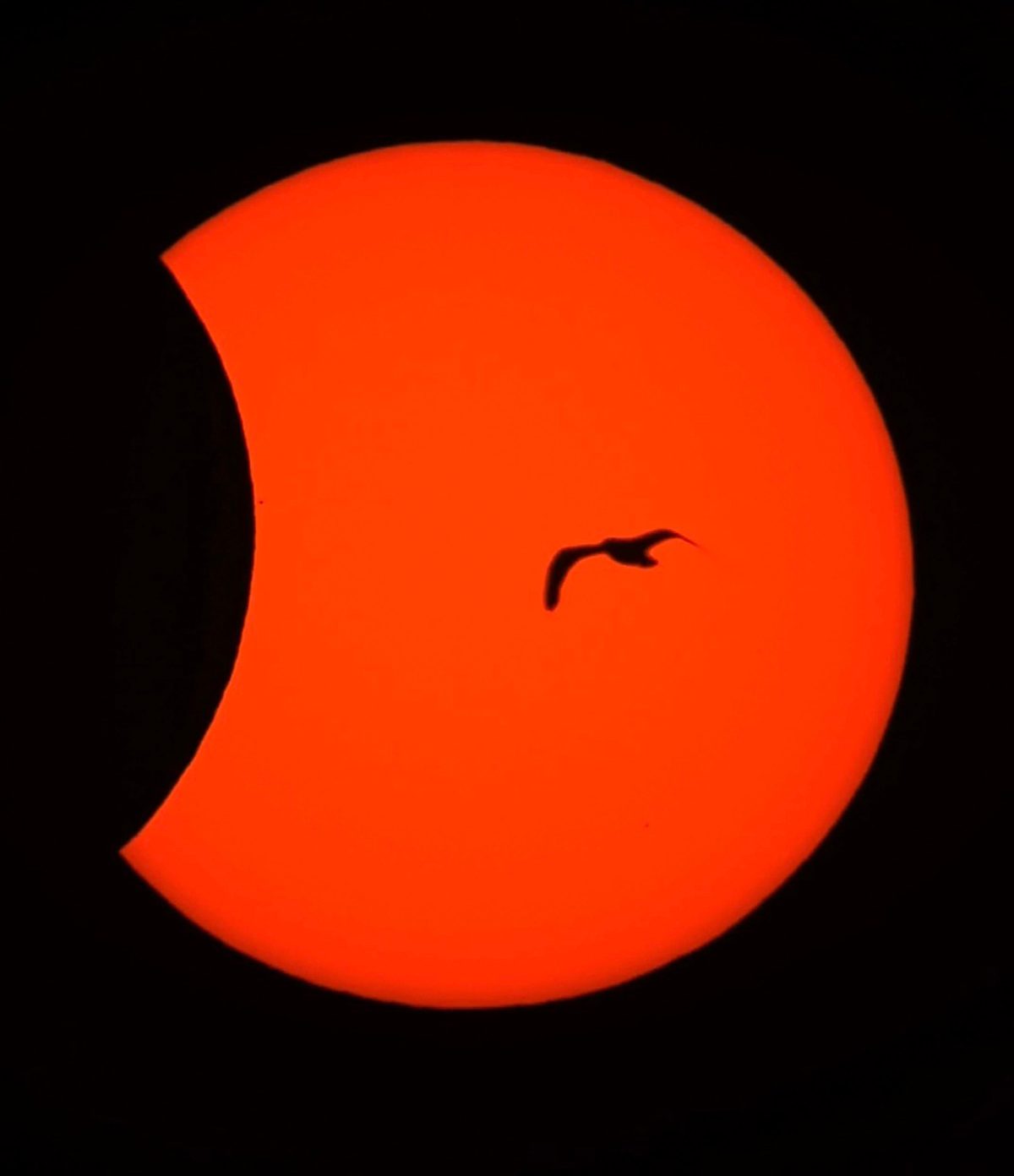 A bird and a solar eclipse! This amazing image was captured by Nicholas Langston from Drinkstone, Suffolk, UK, 12th August 2026 "This bird cast its silhouette over the sun during the final moments of the 2026 solar eclipse," says Nicholas. "I was filming the event using the timelapse setting on a Seastar S50 and noticed this photobomb during playback!" Equipment: ZWO Seastar S50 smart telecope Exposure: single frame from a timelapse, set at one frame every two seconds. Software: Seastar app, Apple Photos