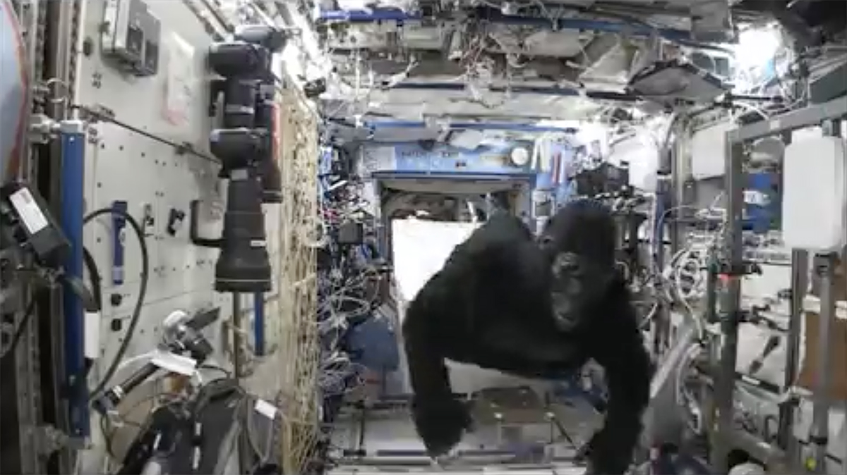 Gorilla suit on the International Space Station