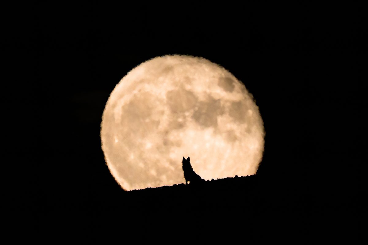 Wolf Moon full moon January. Credit: Daniel Garrido / Getty Images