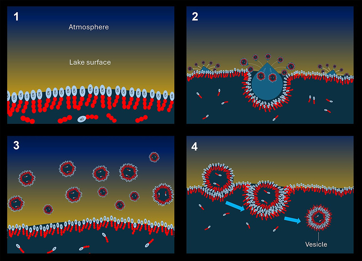 How vesicles might form on Titan. 1: Methane lakes and seas on Titan’s surface become coated with a film of amphiphiles. 2: Methane raindrops splash the lake surface. 3: Splashes create a mist of droplets coated in the same film. 4: Droplets settle back onto the lake and sink, becoming coated in a bilayer that becomes a vesicle. Credit: Christian Mayer (Universität Duisburg-Essen) and Conor Nixon (NASA Goddard)