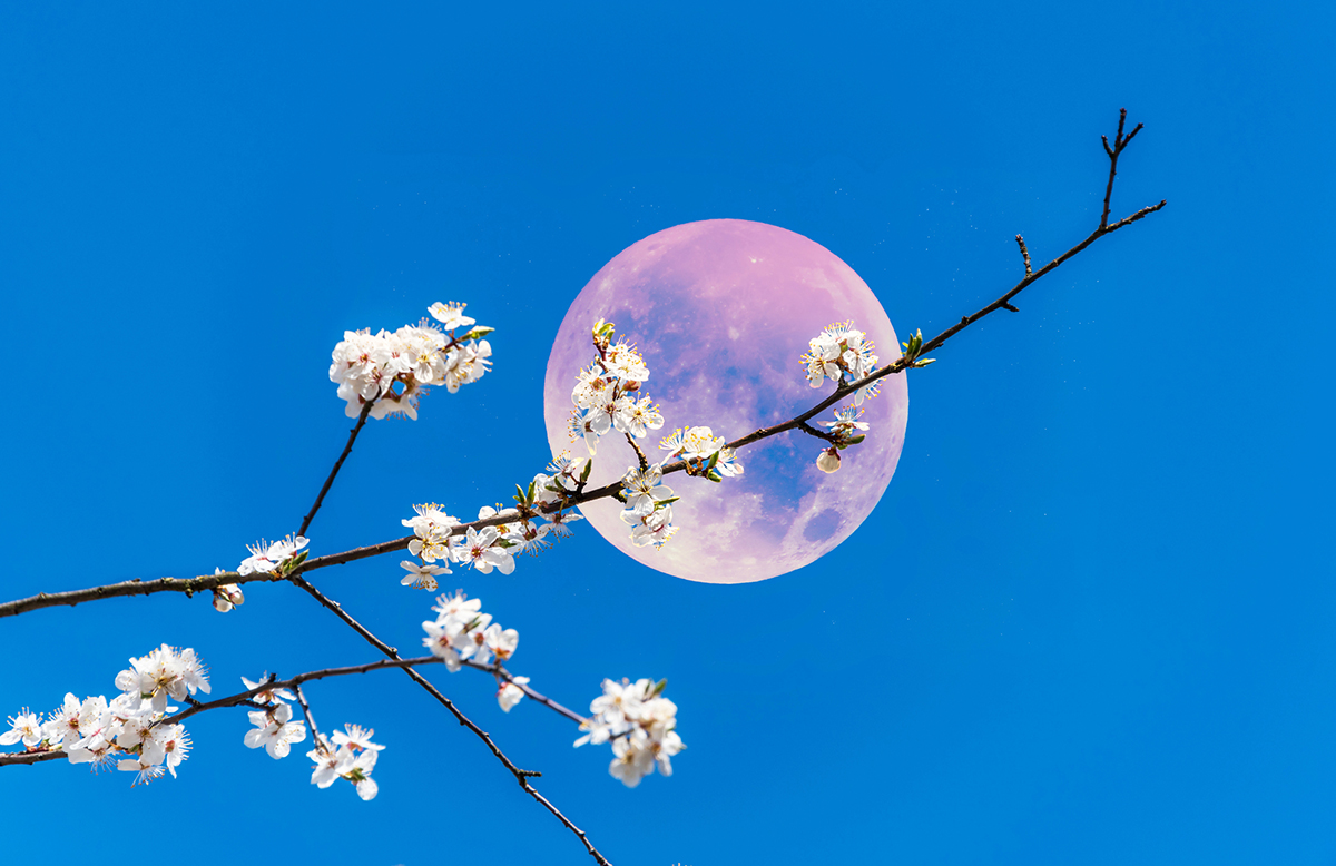 Pink Moon. Credit: Budanatr / Getty Images