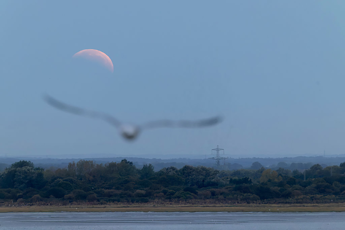 A seagull flies across Pegwell Bay during the partial lunar eclipse in Ramsgate, UK, 28 August 2026.. Photo by Brook Mitchell/Getty Images