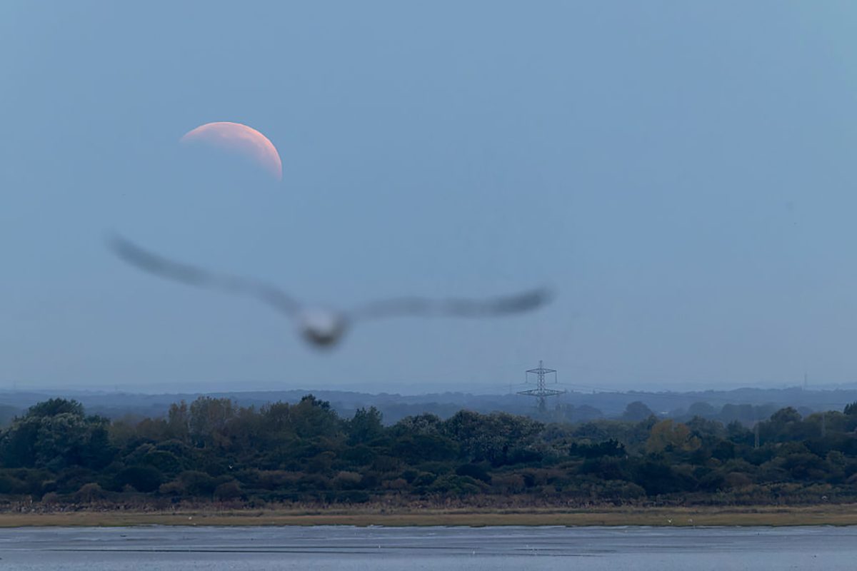 A seagull flies across Pegwell Bay during the partial lunar eclipse in Ramsgate, UK, 28 August 2026.. Photo by Brook Mitchell/Getty Images