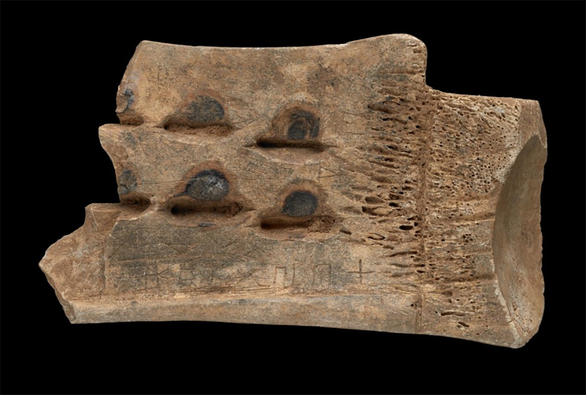 An ancient Chinese oracle bone, with an inscription thought to be a recording of a lunar eclipse that occurred in 1192 BCE. Credit: British Library