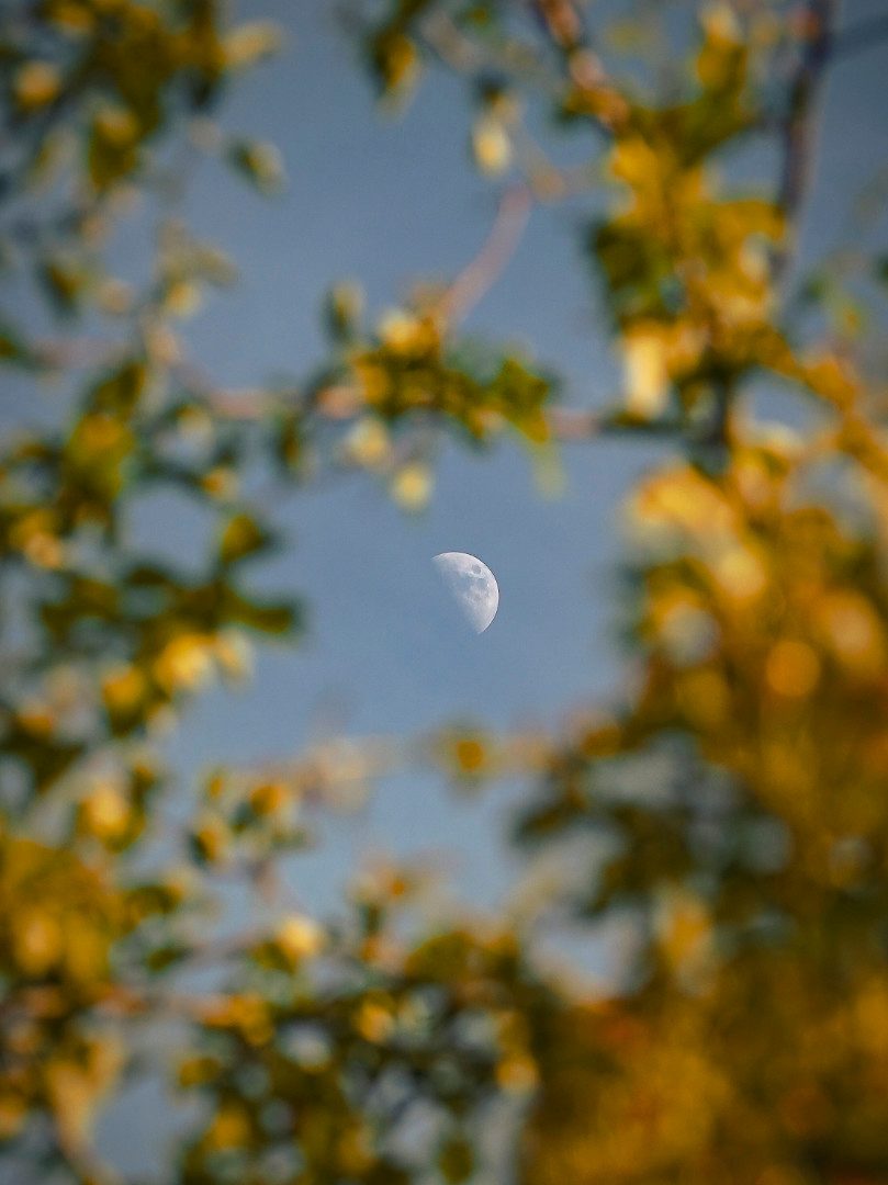 The Moon Lucy Wilson, Sherwood, Nottingham, UK, 23 May 2026 Equipment: Sony A7C camera, Sony 70-350mm lens