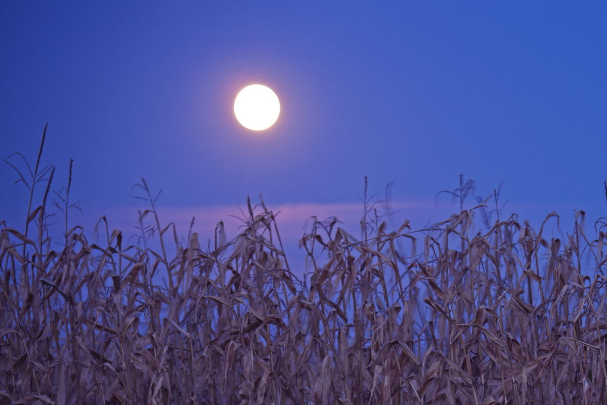 The September full Moon is known as the Corn Moon because it appears around the time corn would traditionally have been harvested. Credit: Benkrut / Getty Images
