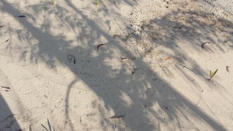 The light of the eclipse throws shadows on the beaches of Belitung. Credit: Daniel Lynch