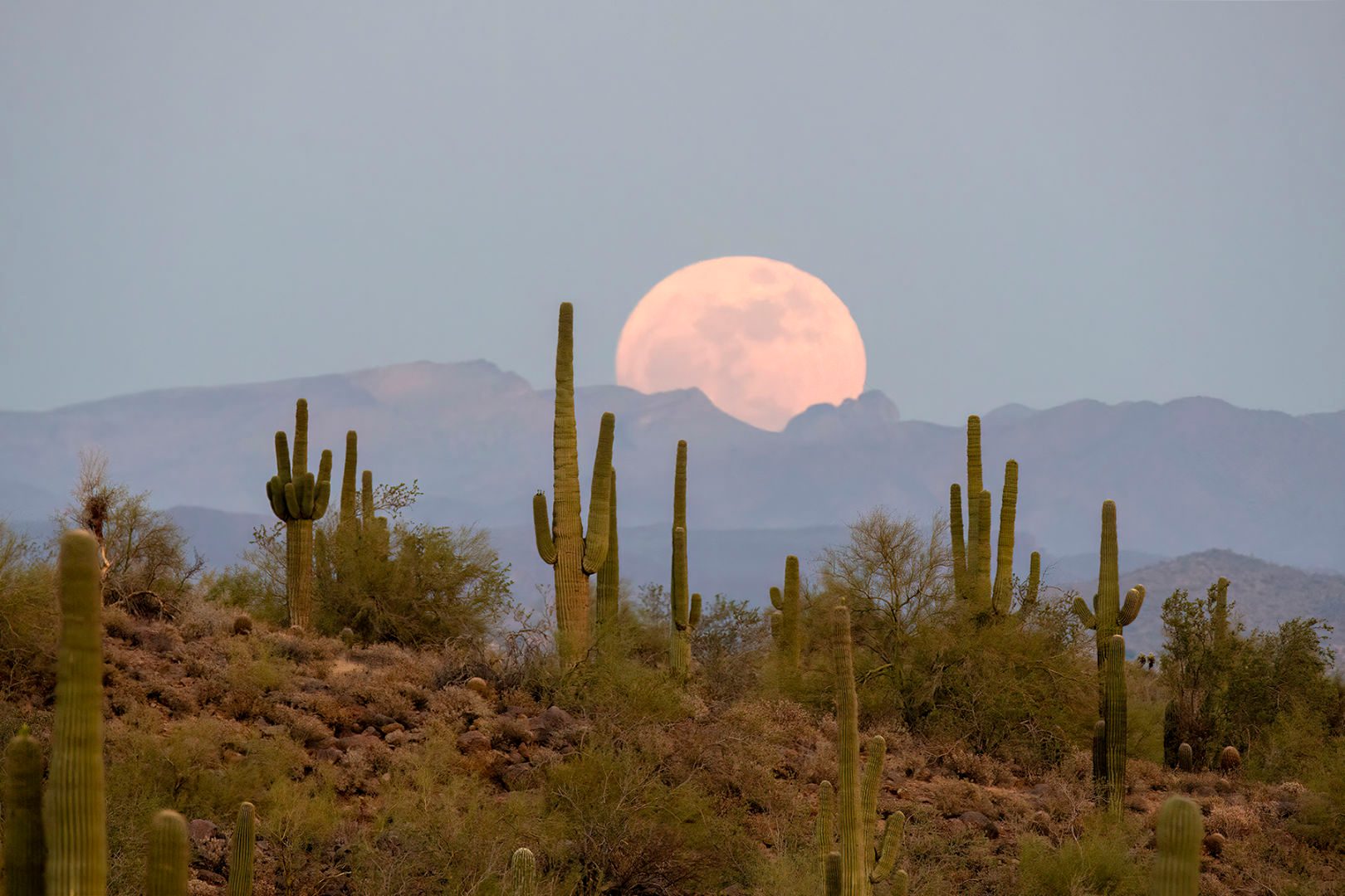 Blue Moon over Arizona Joanne West, Merkle Hills, Arizona, USA, 30 May 2026 Equipment: Nikon D500 camera, Tamron 150-600mm lens, Gitzo Carbon Fibre tripod