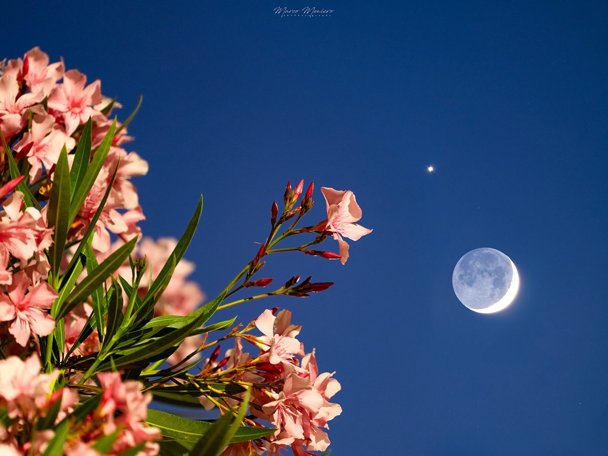 Venus, the crescent Moon and beautiful oleanders in bloom! This image was captured by Marco Meniero from Civitavecchia, Roma, Italy, 17 June 2026 at 21:45 local time. Equipment: FUJIFILM GFX 100S II camera, Fuji GF500/5.6 lens Exposure: ISO 800, 2s –&nbsp;fusion of two shots with the same technical data but different focus points