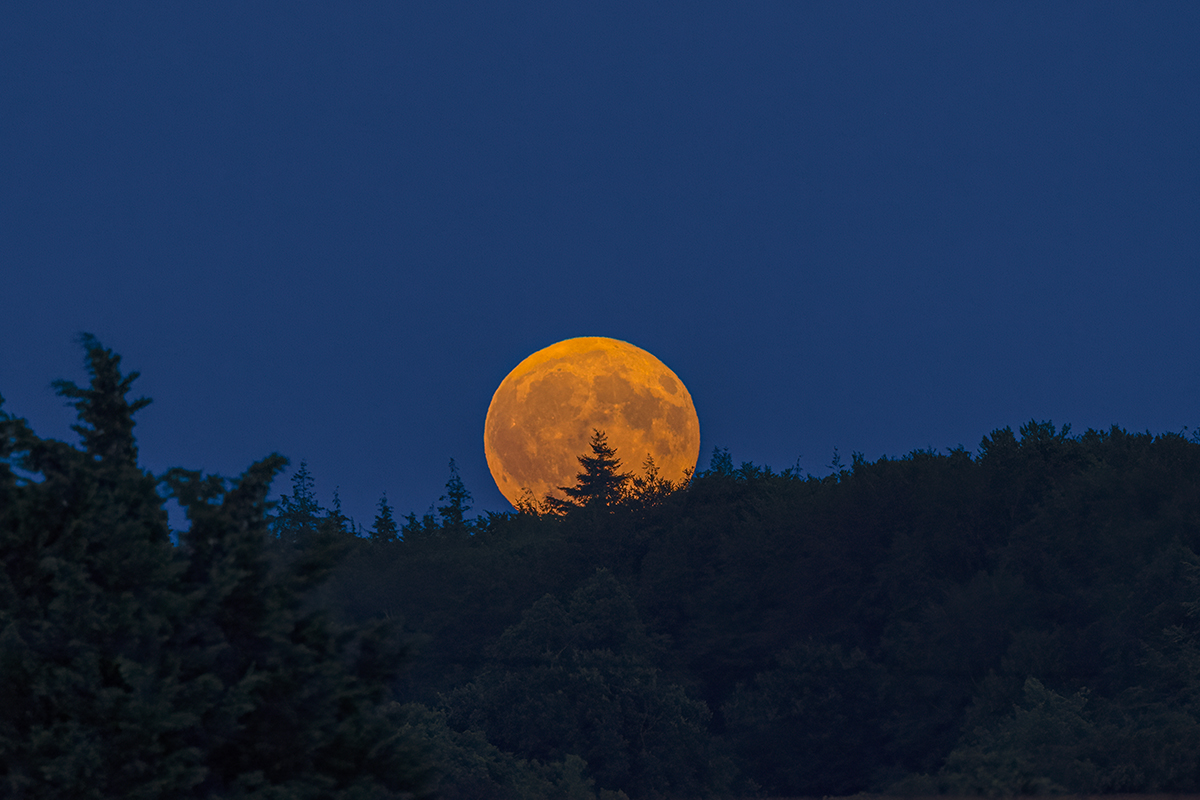 The Buck Moon rising above Longleat Forest, Wiltshire, UK, on 29 July 2026, by Mike Read